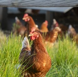 Grown Up Chickens
