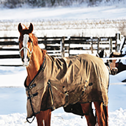 Equine Blankets, Sheets & Accessories