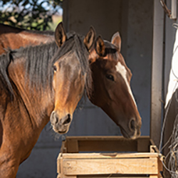 Equine Feed & Treats