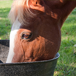 Equine Feeders
