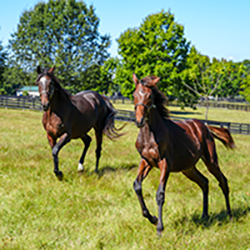 Equine Vitamins & Supplements