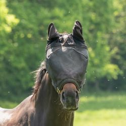 Equine Fly Control