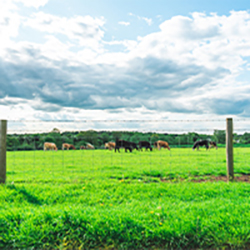 Field Fencing