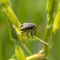 Outdoor Insect Control