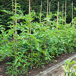 Garden Stakes & Kinetics