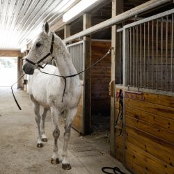 Stall Refresher & Deodorizers