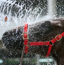 Bathing/Drying Equipment