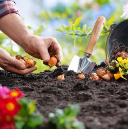 Garden Seeds & Bulbs