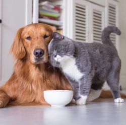 Dog & Cat Treats