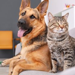 Dog & Cat Supplies