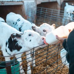 Colostrum