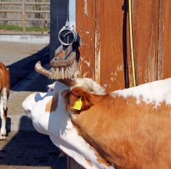 Combs, Brushes & Curries