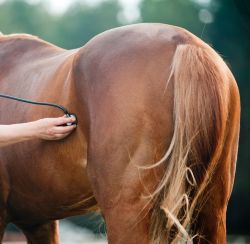 Digestive Supplements