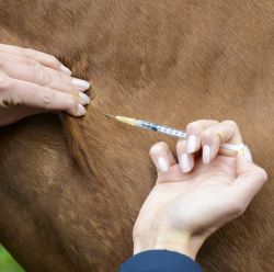 Disposable Needles