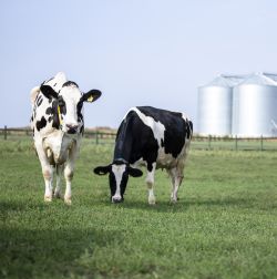Eazi Breed Cidr