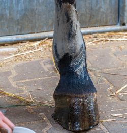 Liniments & Poultices