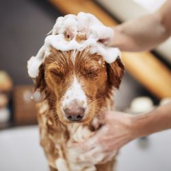 Flea & Tick Shampoos