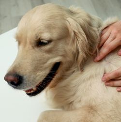 Flea & Tick Sprays, Wipes & Powders