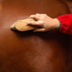 Grooming Kits, Bags & Totes