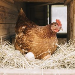 Hatching & Egg Supplies