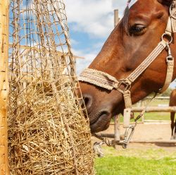 Hay Rack/Wall Feeders