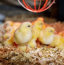 Brooders, Heat Lamps & Accessories