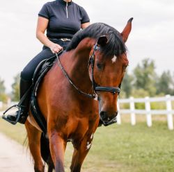 Anxiety & Calming Aids