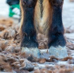 Detangling & Deshedding