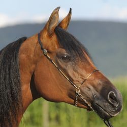 Horse Show Sprays & Polishes