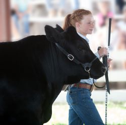 Livestock Halters & Ropes