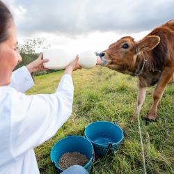 Milk Replacers