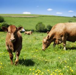 Pasturella