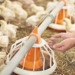 Poultry Feeders & Waterers