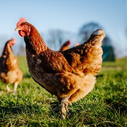 Health & Supplements