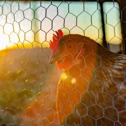 Poultry Netting