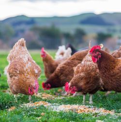 Poultry Feed & Treats