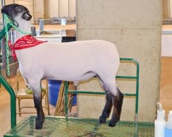 Livestock Shampoos & Conditioners