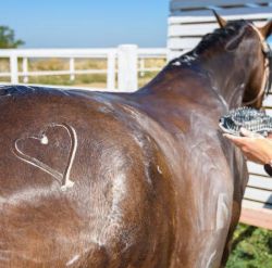 Shampoos & Conditioners