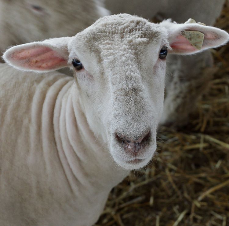 Grooming Tools & Accessories