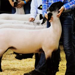 Livestock Grooming & Show Supplies