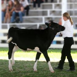 Livestock Sprays, Paints & Adhesives