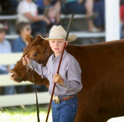Livestock Whips, Poles & Show Sticks