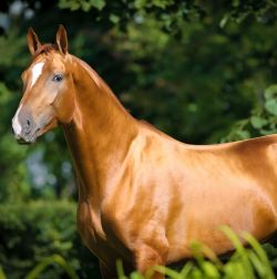 Skin & Coat Supplements