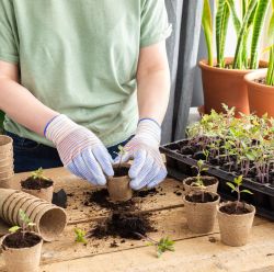 Peat Pots & Plant Starters