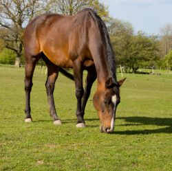 Weight Control Supplements