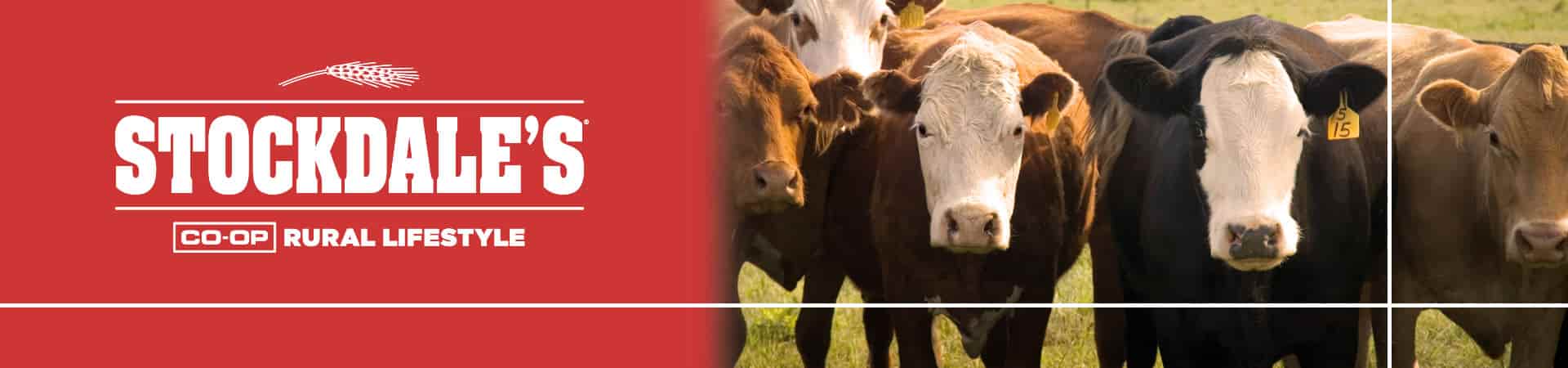 577103976-stockdales_ecommerce_cattle-copy-min.jpg