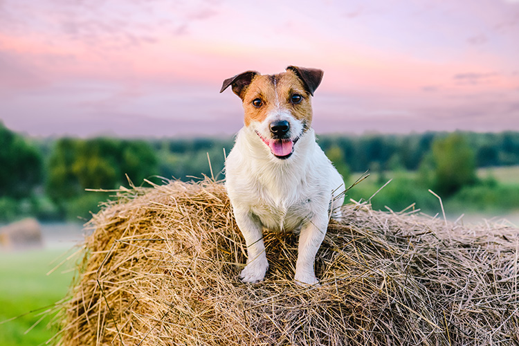 A Jack Russell Terrier sitting on a bale of hay with the sun setting behind it.
