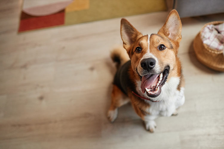 A corgi sitting looking at the camera with its tongue out.