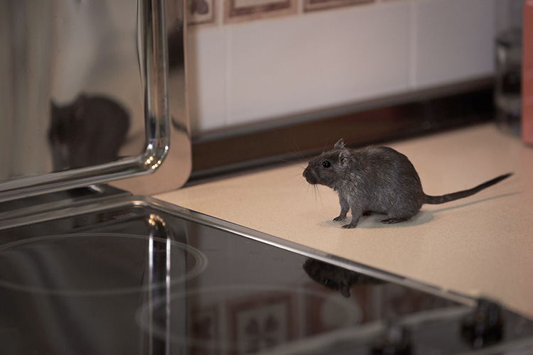 A mouse on a counter