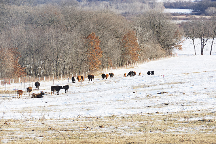 A snow covered field with cattle in it.